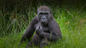 Gorilla : Top 10 Best Animals in the World