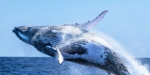 Humpback Whale : Top 10 Best Animals in the World