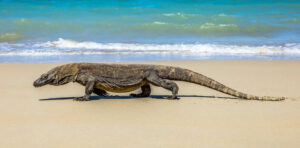 Komodo Dragon : Top 10 Best Animals in the World