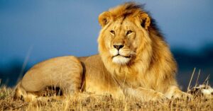 Lion : Top 10 Best Animals in the World