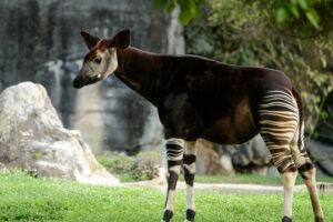 Okapi : Top 10 Best Animals in the World