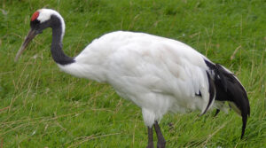 Red-Crowned Crane