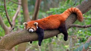 Red Panda : Top 10 Best Animals in the World