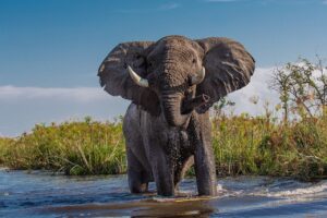 African Elephant : Top 10 Tallest Animals in the World