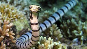 Belcher Sea Snake : Top 10 venomous snacks in the world