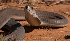 Black Mamba : Top 10 venomous snacks in the world