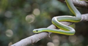 Boomslang : The Top 10 Snakes in the World