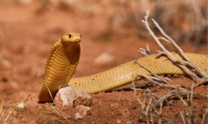 Cape Cobra : The Top 10 Snakes in the World