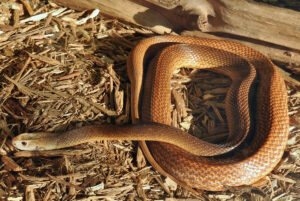 Coastal Taipan