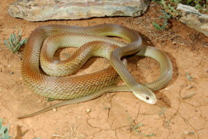 Coastal Taipan