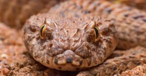 Death Adder : Top 10 venomous snacks in the world