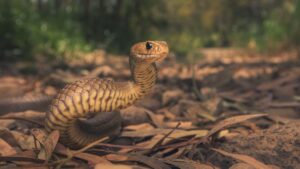 Eastern Brown Snake