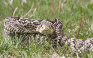 Eastern Diamondback Rattlesnake