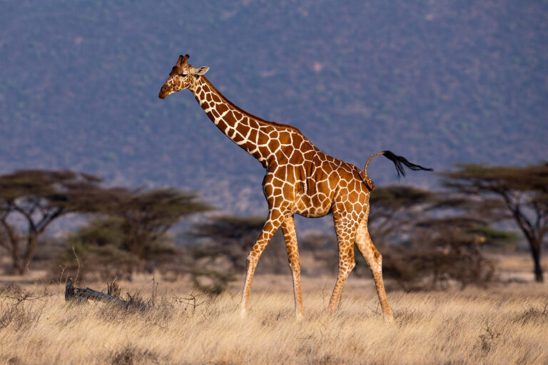 Giraffe: Top 10 Tallest Animals in the World