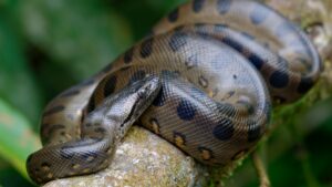 Green Anaconda : The Top 10 Snakes in the World