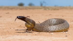 Inland Taipan: Top 10 Venomous Snake in the world