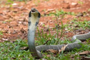 King Cobra: top 10 snakes in the world