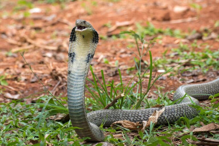 King Cobra: top 10 snakes in the world