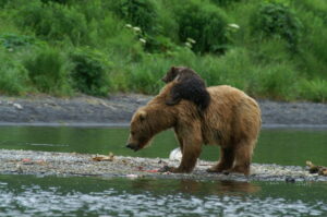 Kodiak Bear : Top 10 Tallest Animals in the World