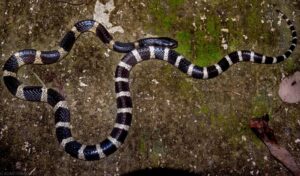 Many-banded Krait : Top 10 venomous snacks in the world