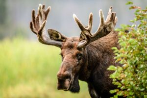 Moose : Top 10 Tallest Animals in the World