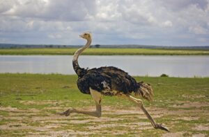 Ostrich : Top 10 Tallest Animals in the World