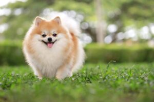 Pomeranian - Top 10 Cutest Animals in the World