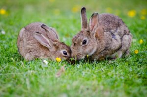 Rabbit - Top 10 Cutest Animals in the World