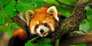 Red Panda - Top 10 Cutest Animals in the World