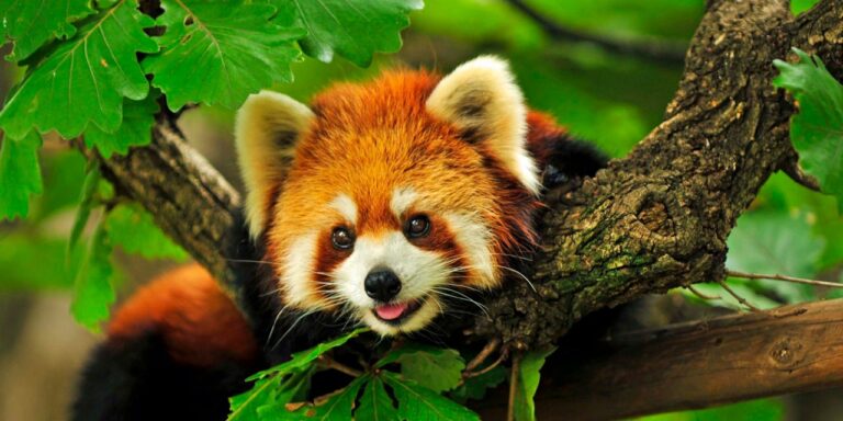 Red Panda TOP 10 Cutest Animal