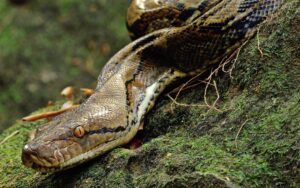 Reticulated python