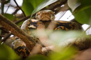 Reticulated Python