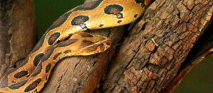 Russell Viper : Top 10 venomous snacks in the world