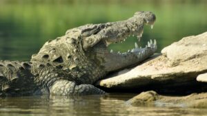 Saltwater Crocodile