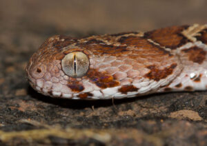 Saw scaled Viper : Top 10 venomous snacks in the world