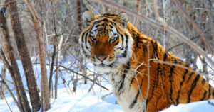 Siberian Tiger