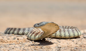 Tiger Snake : Top 10 venomous snacks in the world