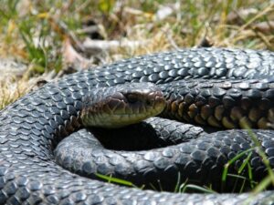  Tiger Snakes: The Top 10 Snakes in the World