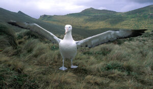 Wandering Albatross